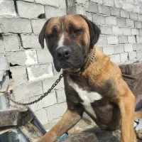 پیتبول کنکورسو گم شده در شاندیز