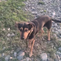 دوبرمن ایرانی|سگ|رشت, شهرک شهید مفتح|دیوار