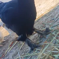 خروس برهما بلک و لایت غول پیکر|حیوانات مزرعه|میانه, |دیوار