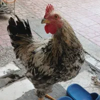 خروس محلی