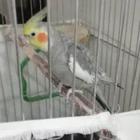 پرنده عروس هلندی|پرنده|بروجرد, |دیوار