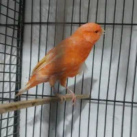 انواع قناری نر بخون ،سرخ ،پرتقالی سوخته|پرنده|سمنان, |دیوار