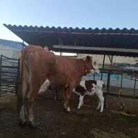 گاو سیمیتال قرمز|حیوانات مزرعه|گرگان, |دیوار