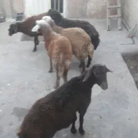 بره نر