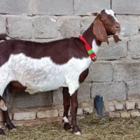 بز کهره