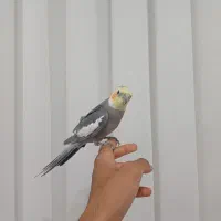 عروس نر مست معاوضه با قناری،جوج سهره ،طوطی برزیلی|پرنده|کوهدشت, |دیوار