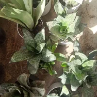 فروش انواع گل‌های سانسوریا|گل و گیاه طبیعی|چابهار, |دیوار