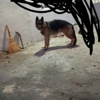 سگ ژرمن شپرد نر|سگ|بروجن, |دیوار