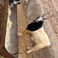 نربز چاق|حیوانات مزرعه|پیشوا, |دیوار