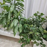 گل طبیعی|گل و گیاه طبیعی|شهریار, شهرک شاهد|دیوار