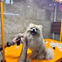 توله پامرین روباهی اصل دوساله