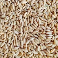 گندم|خوردنی و آشامیدنی|شادیان, |دیوار