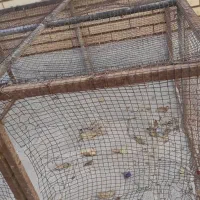 قفس ۱×۱ با تخفیف ویژه تا ساعت ۱۲ امشب