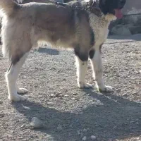 سگ مــاده|سگ|تربت‌حیدریه, باغ سلطانی|دیوار