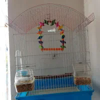 عروس هلندی|پرنده|مریوان, |دیوار