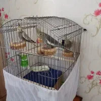 عروس هلندی|پرنده|کرج, مهرویلا جنوبی|دیوار