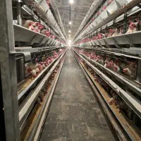 کارگر مرغداری