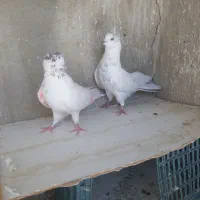 8عدد کبوتر آس