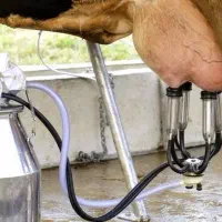 کارگرشیردوشی.راننده تراکتور