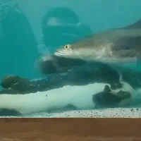 ماهی ردتیل و چانا