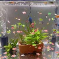 ماهی کالر ویدو و زبرا