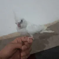 جوجه عروس هلندی آلبینو قناری