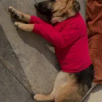 واگذاری ژرمن شپرد ماده