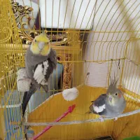 عروس هلندی/مولد/نر و ماده به شرط تخم