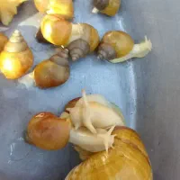 حلزون|خزنده|کرمان, |دیوار