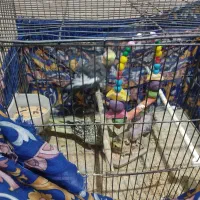 جفت عروس هلندی با جوجه|پرنده|تربت‌حیدریه, حاجی یار‎|دیوار