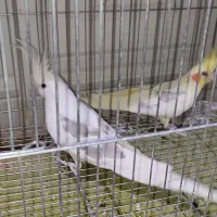 عروس هلندی لوتینو ، البینو ، دوکتی شرط