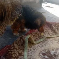 سگ پاکوتاه نر معاوضه