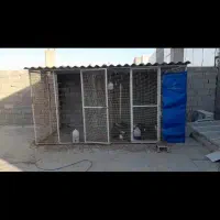 قفس|لوازم جانبی حیوانات|بوشهر, |دیوار