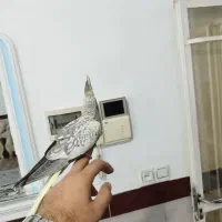 عروس هلندی نر تقریبا دوماهه|پرنده|کرج, شهرک سهرابیه|دیوار