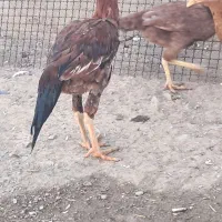 خروس|حیوانات مزرعه|ملکان, |دیوار