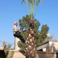 بریدن نخل درخت قطع نخل درخت هرس تقویت سمپاشی موریا