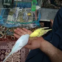 دوتا مرغ عشق باقفس