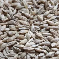 جو دیمی  اصلاح شده رقم انصار