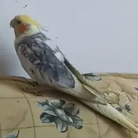 عروس هلندی|حیوانات|لنجان, |دیوار