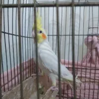 سه عددکوتوله ویک عروس|پرنده|تربت جام, میان جام|دیوار