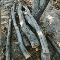 چوب گردو و چوب زغال|مصالح و تجهیزات ساختمان|نجف‌آباد, قلعه سفید|دیوار