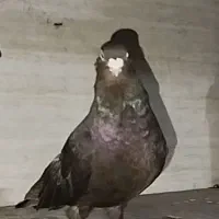 آبادانی و صرب|پرنده|آبادان, |دیوار