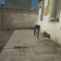 سگ خوبی مخصوص نگهبانی برای باغ ها و غیره...|سگ|مشهد, طبرسی شمالی|دیوار
