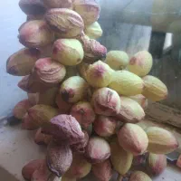 پسته|خوردنی و آشامیدنی|مشهد, پورسینا|دیوار