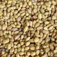 بذر یونجه رنجر آمریکایی اصل