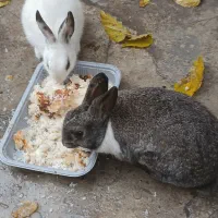 خرگوش|موش و خرگوش|بندر ترکمن, |دیوار