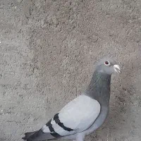 کبوتر پلاکی عربستان|پرنده|اهواز, منازل کارون|دیوار