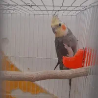 عروس هلندی نر بالغ دستی