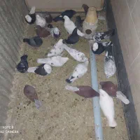 کفتر جفت