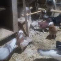 کفتریاکبوتر|پرنده|قم, زند آباد|دیوار